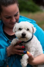 NYKO, Hund, Malteser in Ungarn - Bild 7