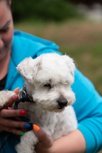 NYKO, Hund, Malteser in Ungarn - Bild 8