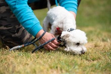 NYKO, Hund, Malteser in Ungarn - Bild 9