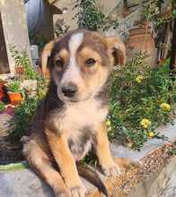 NURI, Hund, Mischlingshund in Ungarn - Bild 1