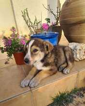 NURI, Hund, Mischlingshund in Ungarn - Bild 10