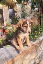 NURI, Hund, Mischlingshund in Ungarn - Bild 11