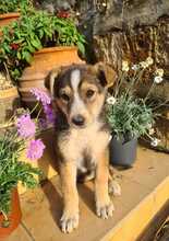 NURI, Hund, Mischlingshund in Ungarn - Bild 2