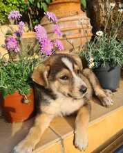 NURI, Hund, Mischlingshund in Ungarn - Bild 3