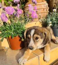 NURI, Hund, Mischlingshund in Ungarn - Bild 4