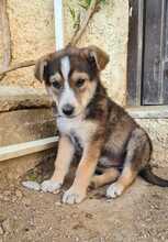 NURI, Hund, Mischlingshund in Ungarn - Bild 5