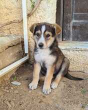 NURI, Hund, Mischlingshund in Ungarn - Bild 6