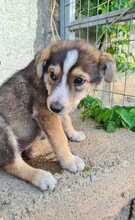NURI, Hund, Mischlingshund in Ungarn - Bild 7