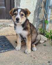 NURI, Hund, Mischlingshund in Ungarn - Bild 8