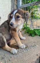 NURI, Hund, Mischlingshund in Ungarn - Bild 9