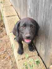 FLOKI, Hund, Mischlingshund in Ungarn - Bild 1