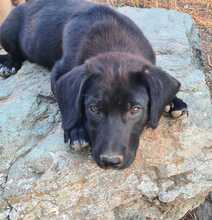 FLOKI, Hund, Mischlingshund in Ungarn - Bild 10