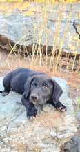 FLOKI, Hund, Mischlingshund in Ungarn - Bild 11