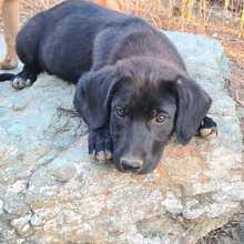 FLOKI, Hund, Mischlingshund in Ungarn - Bild 12