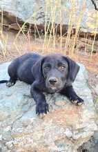 FLOKI, Hund, Mischlingshund in Ungarn - Bild 13