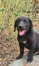 FLOKI, Hund, Mischlingshund in Ungarn - Bild 2