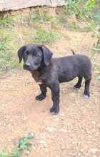 FLOKI, Hund, Mischlingshund in Ungarn - Bild 3