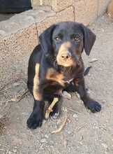 FLOKI, Hund, Mischlingshund in Ungarn - Bild 4