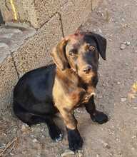 FLOKI, Hund, Mischlingshund in Ungarn - Bild 5
