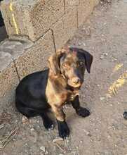 FLOKI, Hund, Mischlingshund in Ungarn - Bild 6