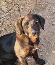 FLOKI, Hund, Mischlingshund in Ungarn - Bild 7