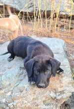 FLOKI, Hund, Mischlingshund in Ungarn - Bild 8