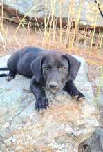 FLOKI, Hund, Mischlingshund in Ungarn - Bild 9