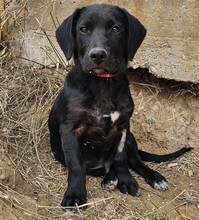 FLOKI, Hund, Mischlingshund in Reiskirchen - Bild 3