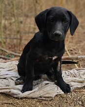 FLOKI, Hund, Mischlingshund in Reiskirchen - Bild 5