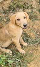 FILO, Hund, Mischlingshund in Ungarn - Bild 1