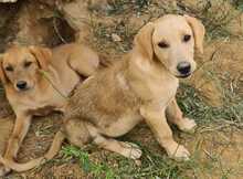 FILO, Hund, Mischlingshund in Ungarn - Bild 2