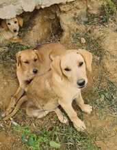 FILO, Hund, Mischlingshund in Ungarn - Bild 3