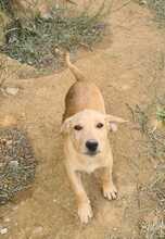 FILO, Hund, Mischlingshund in Ungarn - Bild 4