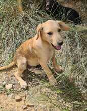 FILO, Hund, Mischlingshund in Ungarn - Bild 5