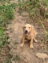 FILO, Hund, Mischlingshund in Ungarn - Bild 6