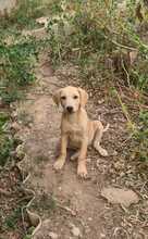 FILO, Hund, Mischlingshund in Ungarn - Bild 7
