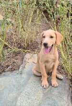 FILO, Hund, Mischlingshund in Ungarn - Bild 8