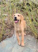 FILO, Hund, Mischlingshund in Ungarn - Bild 9
