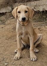 FILO, Hund, Mischlingshund in Bischoffen - Bild 1