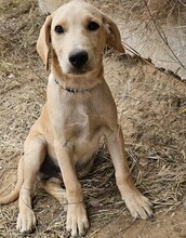 FILO, Hund, Mischlingshund in Bischoffen - Bild 2