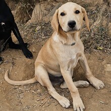 FILO, Hund, Mischlingshund in Bischoffen - Bild 3