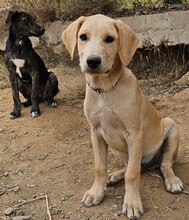 FILO, Hund, Mischlingshund in Bischoffen - Bild 4
