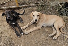 FILO, Hund, Mischlingshund in Bischoffen - Bild 5