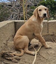 FILO, Hund, Mischlingshund in Bischoffen - Bild 6