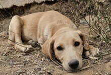 FILO, Hund, Mischlingshund in Bischoffen - Bild 7