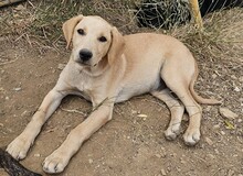 FILO, Hund, Mischlingshund in Bischoffen - Bild 8
