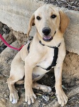 FELI, Hund, Mischlingshund in Ungarn - Bild 1