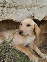 FELI, Hund, Mischlingshund in Ungarn - Bild 11