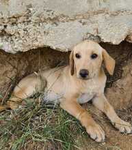 FELI, Hund, Mischlingshund in Ungarn - Bild 12