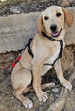 FELI, Hund, Mischlingshund in Ungarn - Bild 2